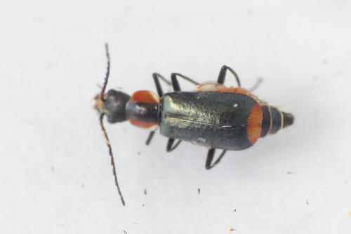 Axinotarsus pulicarius